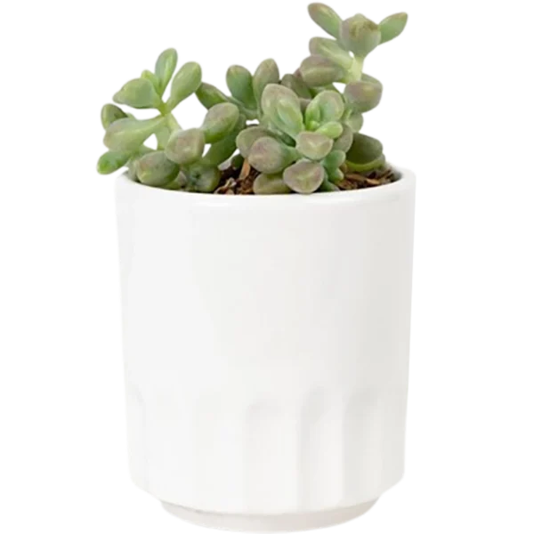 Aloe Vera Mini Plant